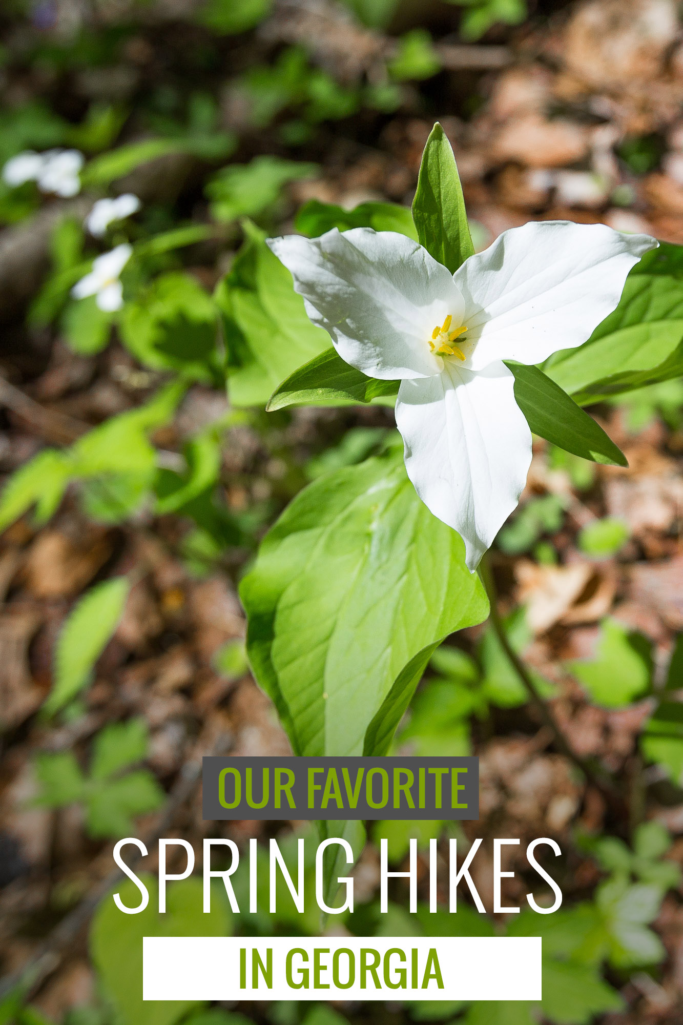 Best Spring Hikes for Every Level - Arabia Mountain