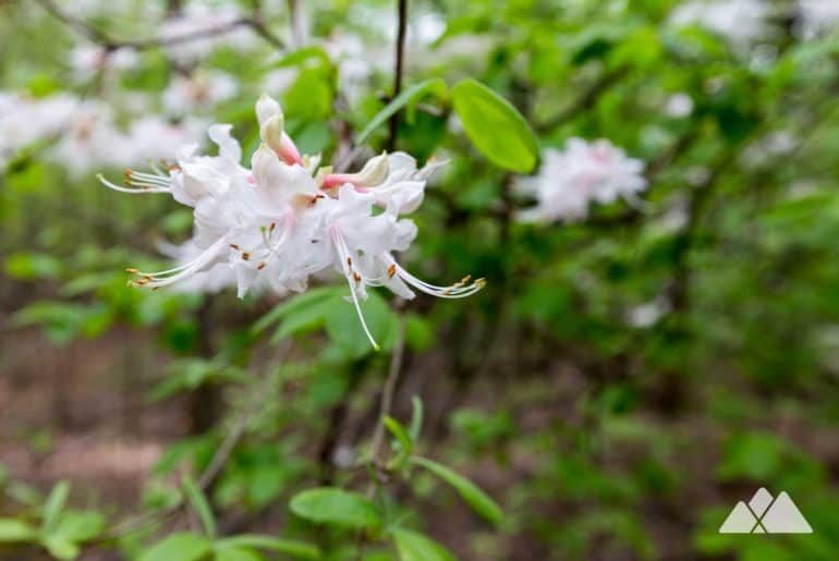 Kennesaw Mountain Environmental Trail