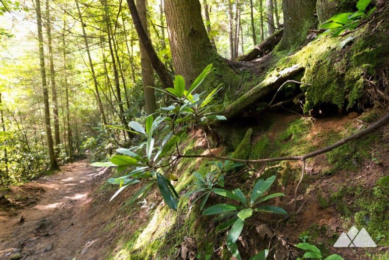 Fall Branch Falls on the Benton MacKaye Trail