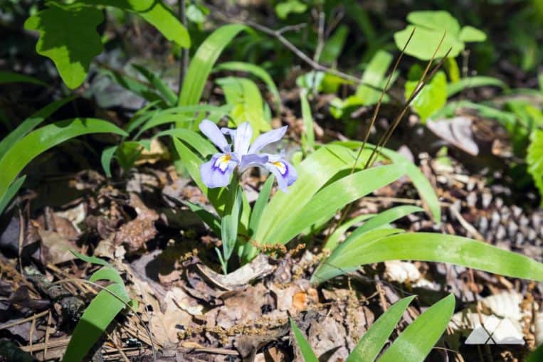 Hike the Laurel Ridge Trail and Cooper's Furnace Trail Loop at Allatoona Dam