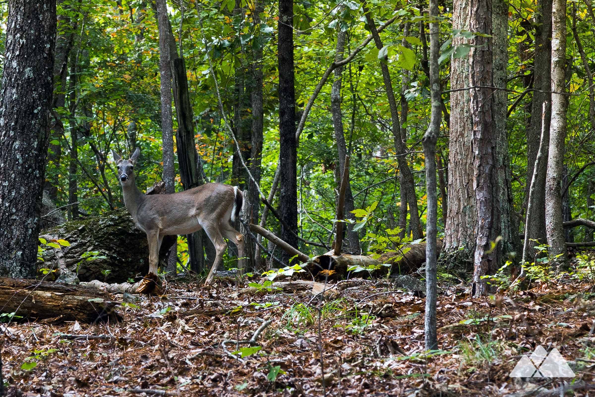 Little Mulberry Park running the East Mulberry Trail Atlanta Trails