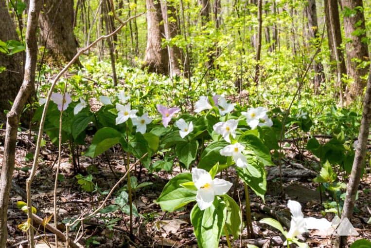 Hike the Appalachian Trail from Woody Gap to Jarrard Gap in North Georgia, exploring a forest filled with native wildflowers
