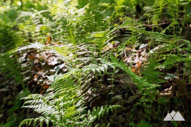 Hike the Appalachian Trail from Woody Gap in North Georgia, exploring a lush, green, fern-filled forest