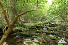 Neel Gap: Hiking the Byron Reece Trail