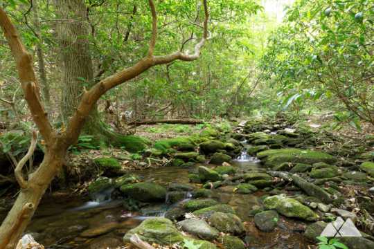 Neel Gap: Hiking the Byron Reece Trail