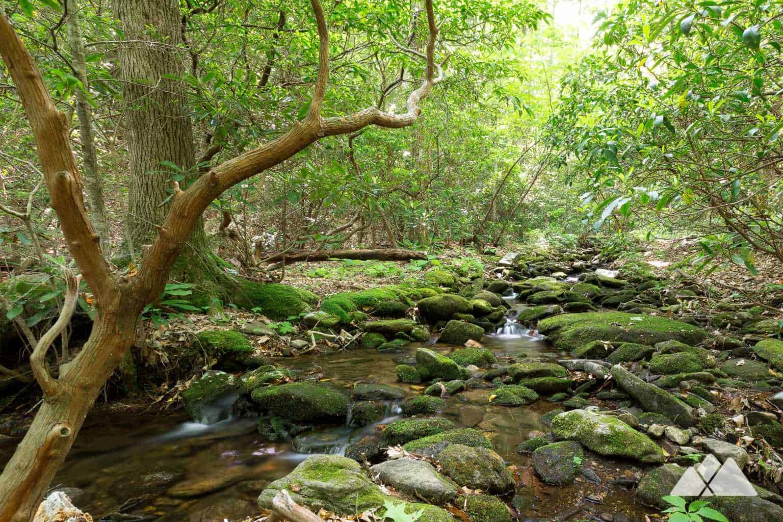 Neel Gap: Hiking the Byron Reece Trail