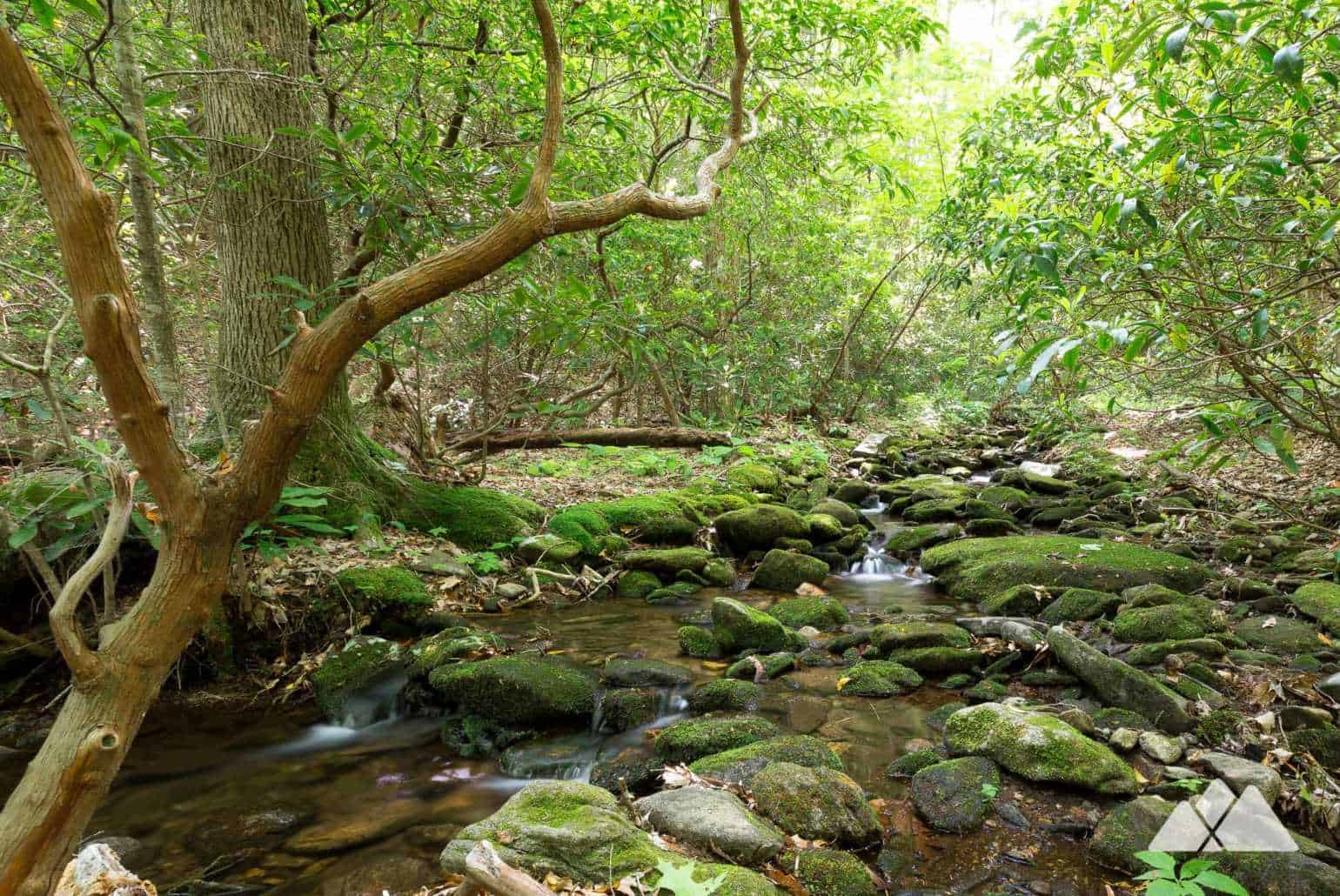 Neel Gap: Hiking the Byron Reece Trail