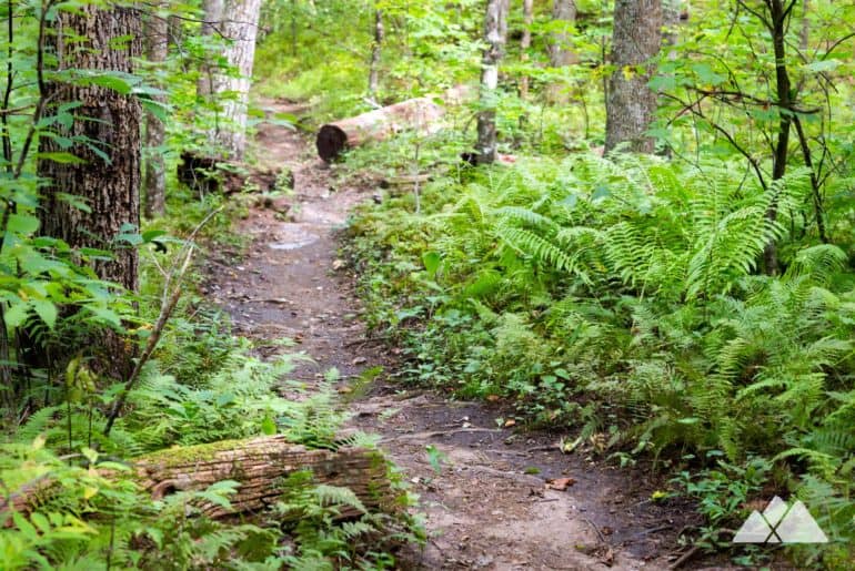 Chattahoochee Gap: Appalachian Trail from Unicoi Gap