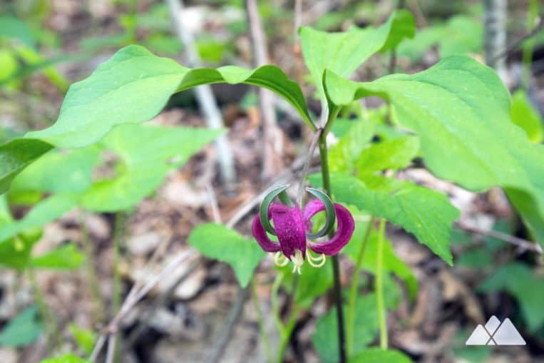 Cowrock Mountain: hike the Appalachian Trail through a beautiful wildflower-filled forest to stunning summit views at Wolf Laurel Top