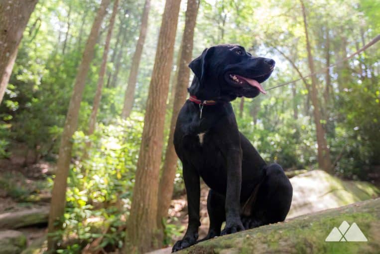 Hiking Gear List: our favorite dog gear for the trail