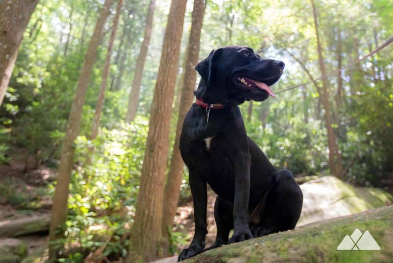 Georgia's best hikes with dogs