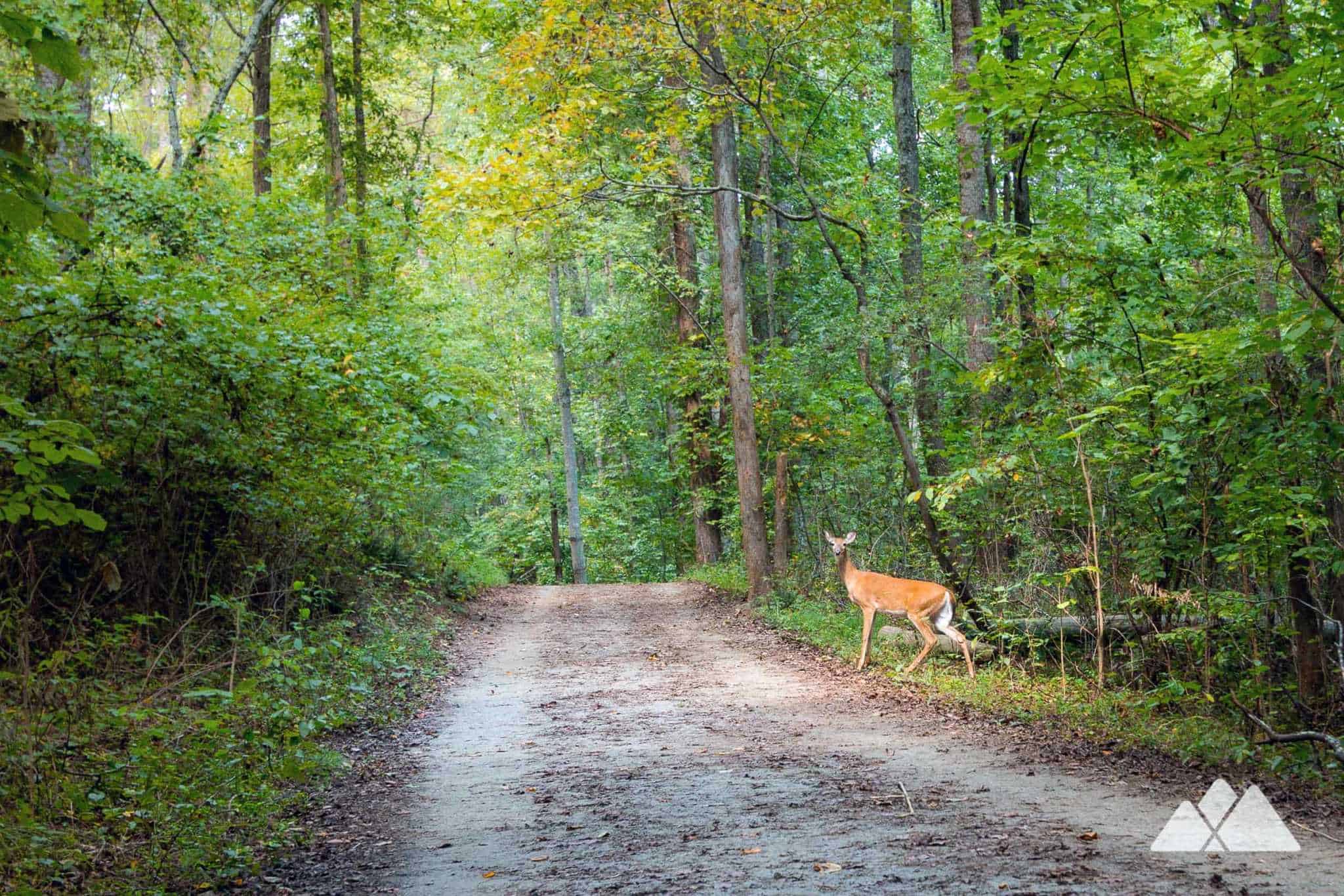Kennesaw Mountain Battlefield Trail Atlanta Trails