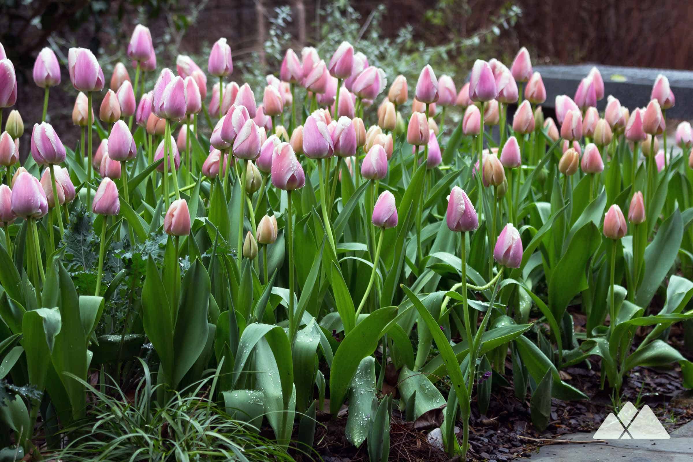 Piedmont Park: run the park's scenic paved trails to beautiful skyline views and abundant blooms