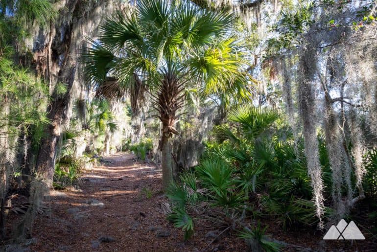 Skidaway Island Big Ferry Trail near Savannah