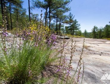 Best spring hikes in Georgia: our favorite trails