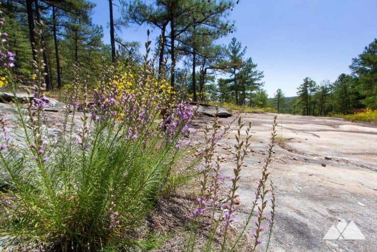 Best spring hikes in Georgia: our favorite trails