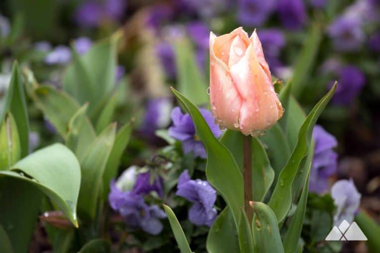 State Botanical Garden of Georgia: explore beautiful planted gardens and hike or run through natural woodlands in Athens