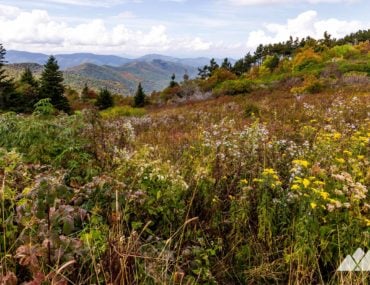 Wilderness in Georgia: what, where, and why it's important