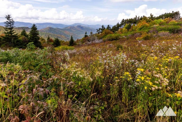 Wilderness in Georgia: what, where, and why it's important