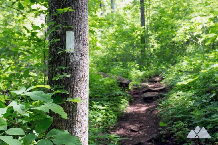 Hike the Appalachian Trail from Woody Gap through a lush North Georgia forest