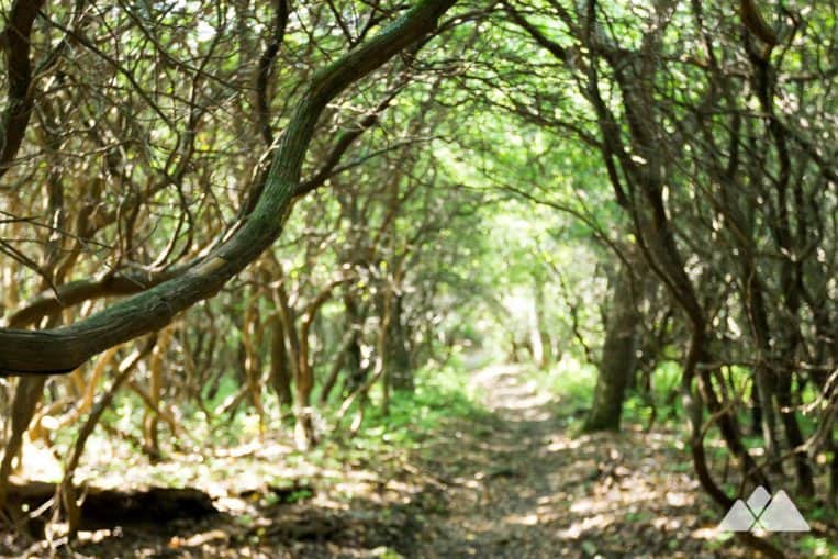 Dicks Creek Gap to Powell Mountain on the Appalachian Trail