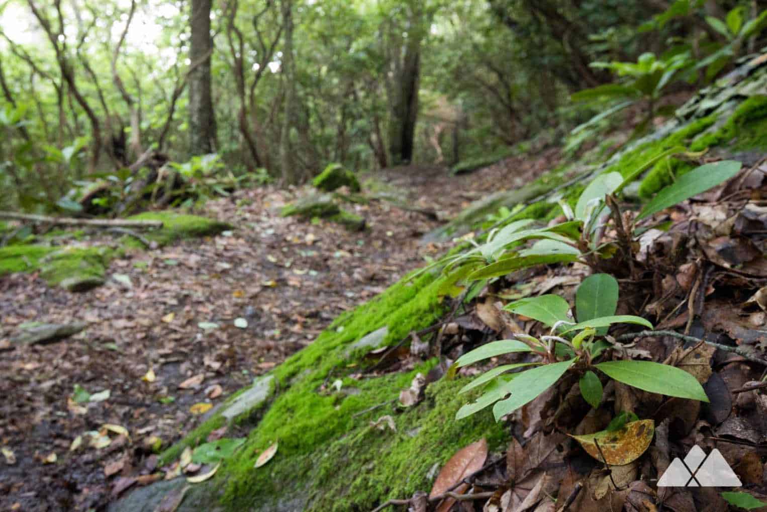Arkaquah Trail at Brasstown Bald hiking to Track Rock Gap