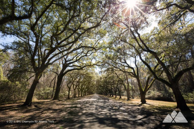 Wormsloe Historic Site: top hikes in Savannah